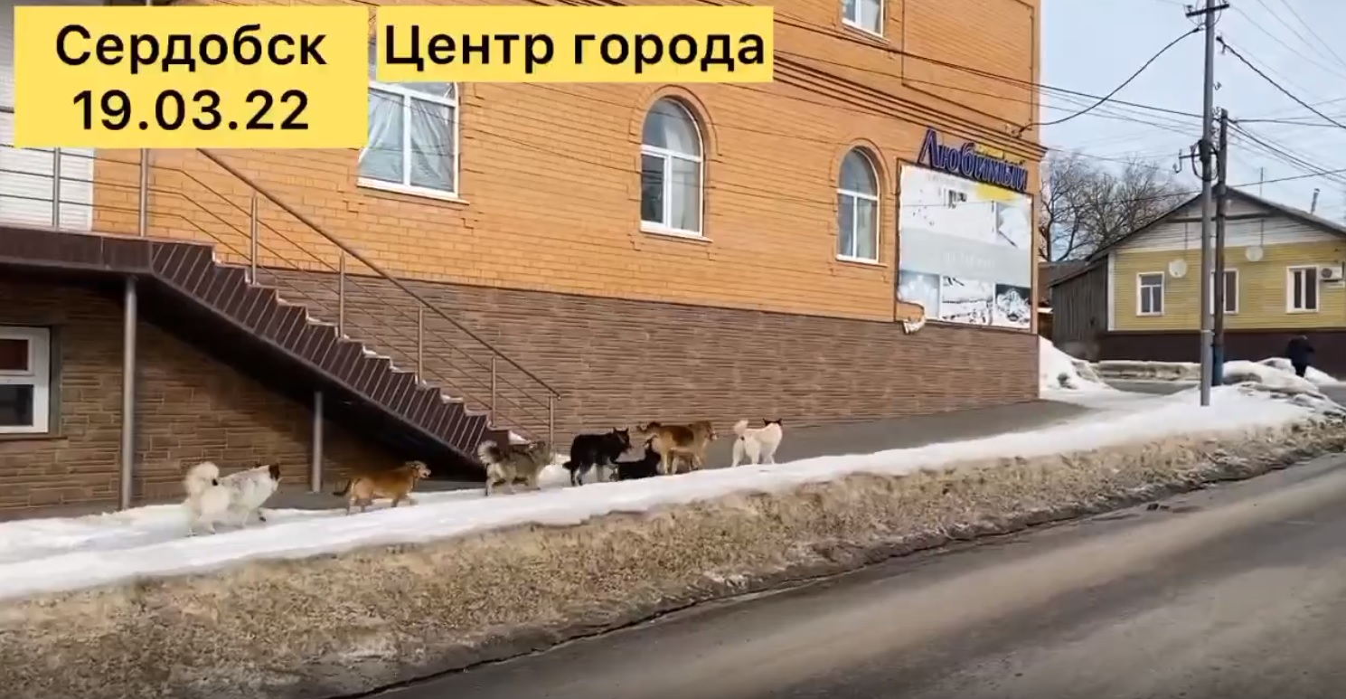 Жители Сердобска боятся выходить на улицу из-за собачьих свор