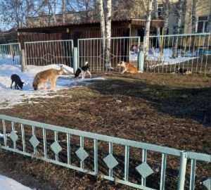 Пензенцы пожаловались на стаи собак у детского сада на Шуисте