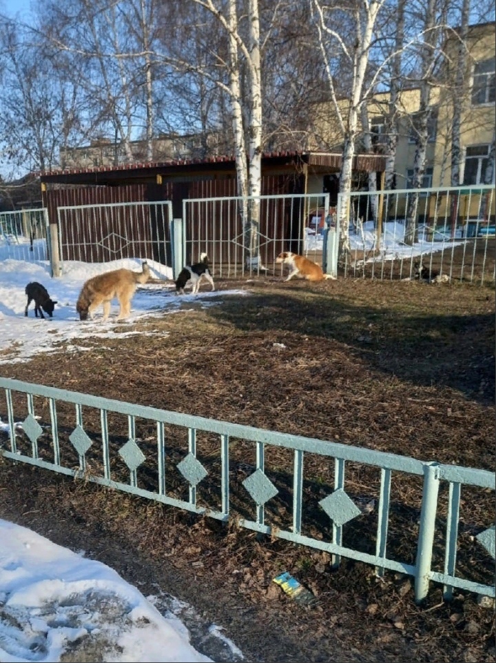 Пензенцы пожаловались на стаи собак у детского сада на Шуисте