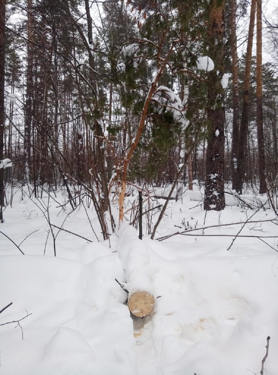 В Городищенском районе осудили "чёрного лесоруба"