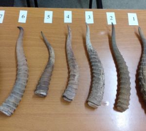 Следователи показали, за чьи рога ответит в суде житель Пензенской области