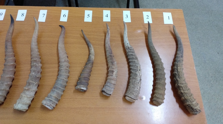 Следователи показали, за чьи рога ответит в суде житель Пензенской области