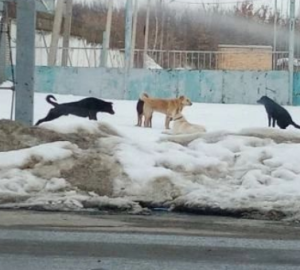 Бездомные собаки снова донимают пензенцев