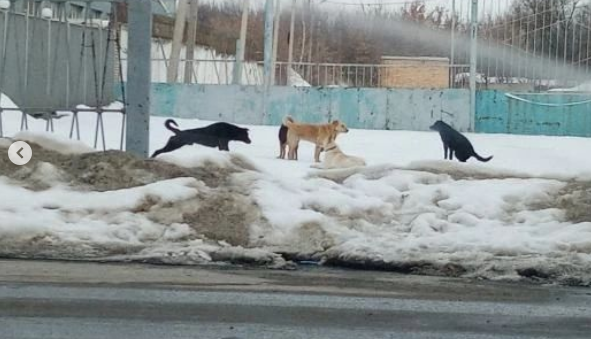 Бездомные собаки снова донимают пензенцев