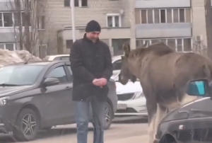 В Заречном появились «ручные» лоси