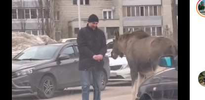 В Заречном появились «ручные» лоси