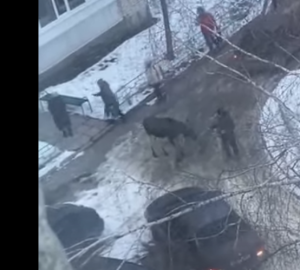 Бесстрашные зареченцы кормят дикое животное с рук