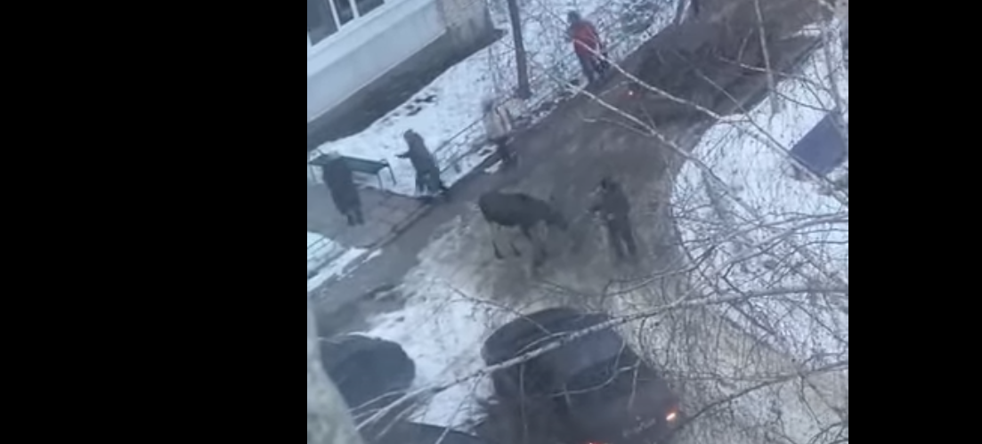 Бесстрашные зареченцы кормят дикое животное с рук