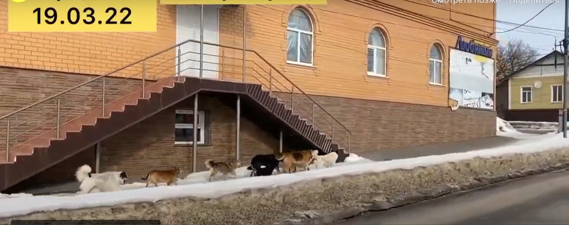 Жители Сердобска обеспокоены стаей бродячих собак