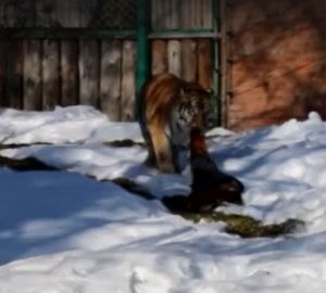 В пензенском зоопарке тигрицу "накормили" коровьей шкурой
