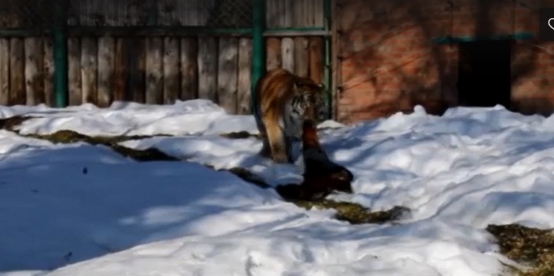 В пензенском зоопарке тигрицу "накормили" коровьей шкурой