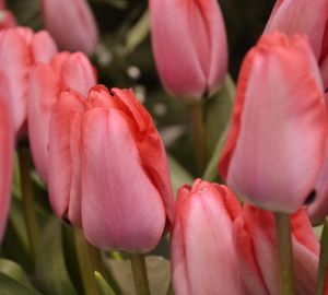 Где в Пензе купить тюльпаны за 39 рублей