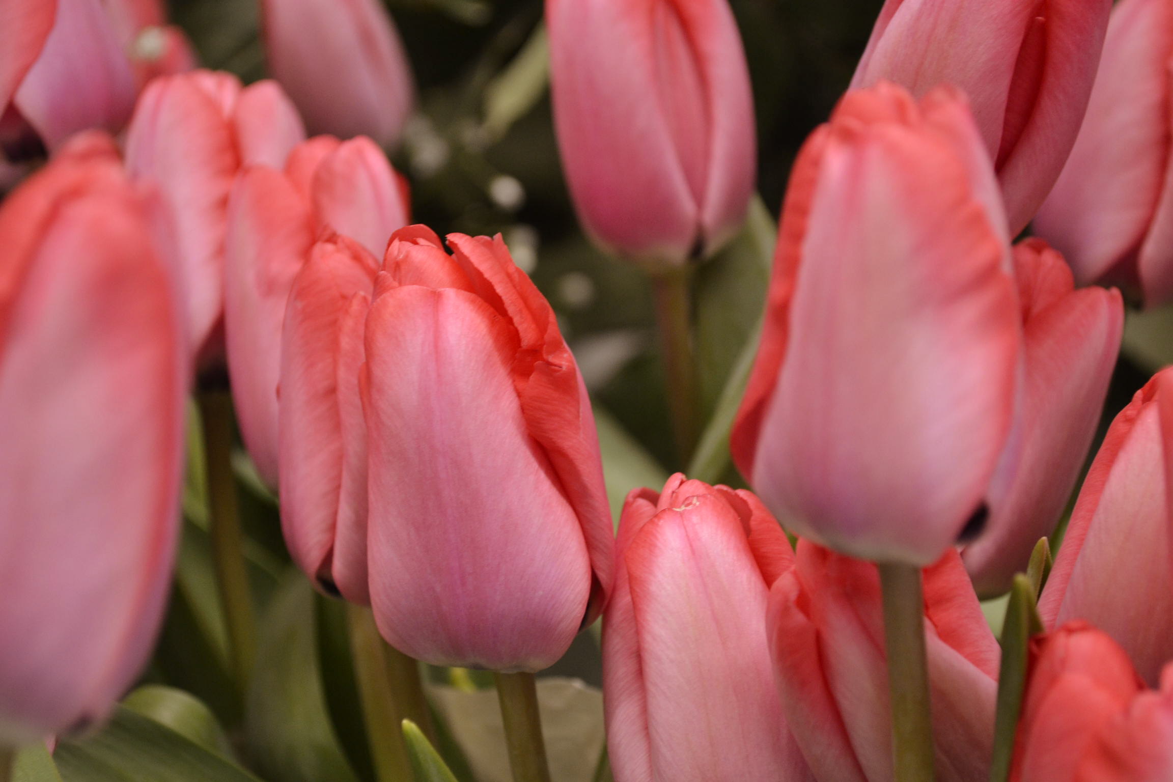 Где в Пензе купить тюльпаны за 39 рублей