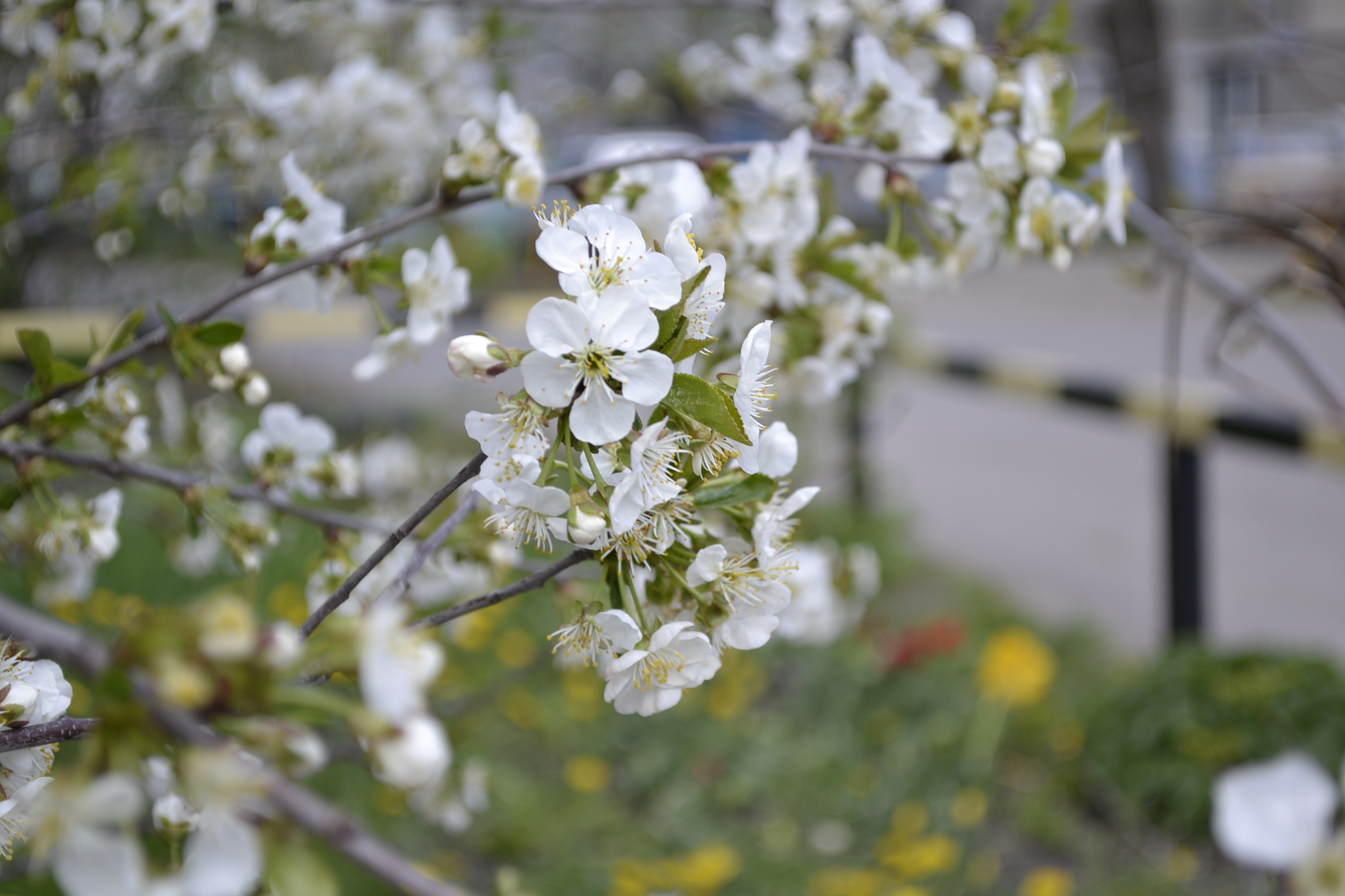 Кузнечанам рассказали, куда дачники смогут добраться на автобусах
