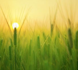 В Пензенской области планируют создать карбоновые фермы