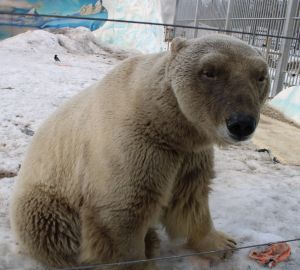 В Пензенском зоопарке "почернел" белый медведь