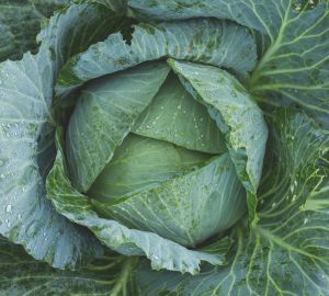 Пензенцам объяснили подорожание капусты