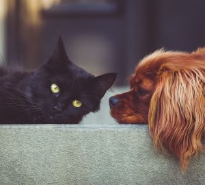 Пензенские ветеринары пояснили, стоит ли активно запасаться кормом для животных