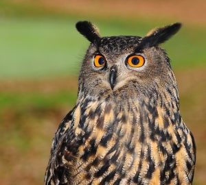 В Сурском крае начали использовать новую методику для подсчета филинов