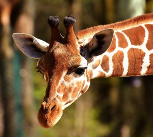 Жираф для Пензенского зоопарка застрял в Армении на карантине