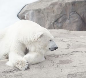В пензенском зоопарке пройдет показательное кормление белого медведя