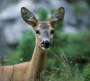 В Сурском крае браконьеры убил двух самок косуль