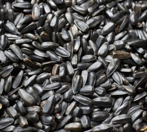 Минсельхоз временно ограничил экспорт подсолнечного масла