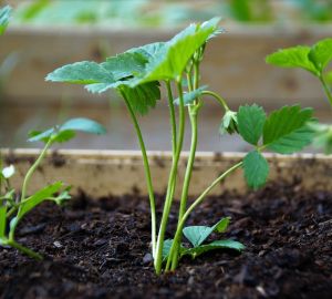 Стало известно, какое количество однолетних цветов высадят в Пензе