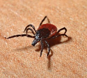 Пензенский Роспотребнадзор предупредил о предстоящем сезоне активности клещей