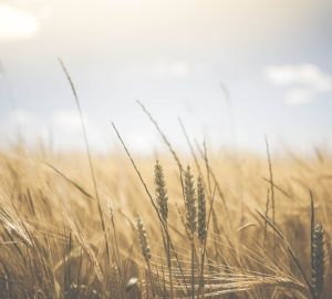 Госдума: Россия полностью обеспечивает себя продовольствием