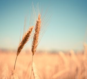 Российским зерном намерены торговать за рубли