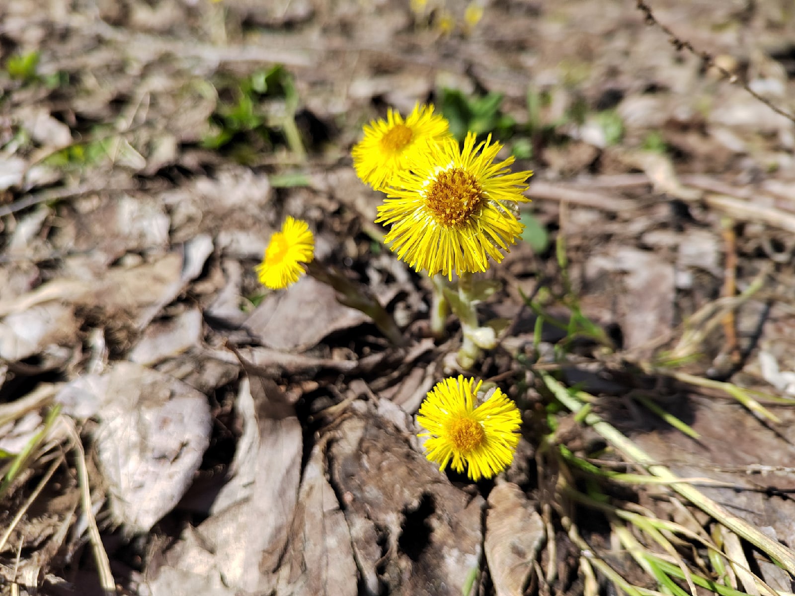 В Пензе зацвели первоцветы