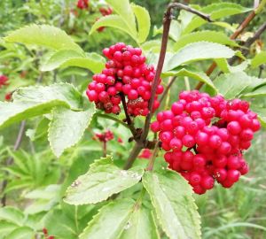 Съедобные и ядовитые лесные ягоды. Как распознать?