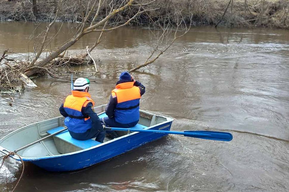 В Пензе спасатели пришли на выручку застрявшей на острове собаке и упавшему с высоты коту