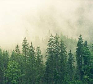 В Арбековском лесу поймали пензенца с пакетом запрещенки