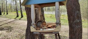 В сквере «Семейный» поселилась белка