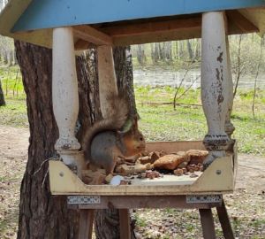 В сквере «Семейный» поселилась белка