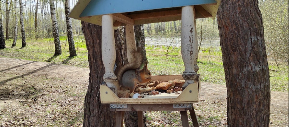 В сквере «Семейный» поселилась белка