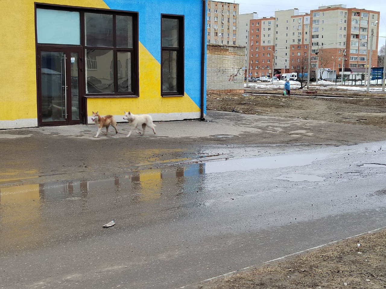 Бродячие собаки продолжают пугать жителей ГПЗ