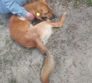 На глазах у детей: жители Пензенской области рассказали о выброшенной с 5 этажа собаке