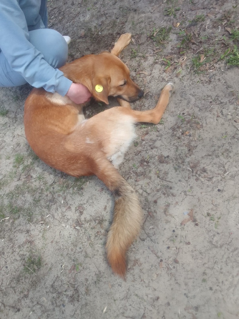 На глазах у детей: жители Пензенской области рассказали о выброшенной с 5 этажа собаке