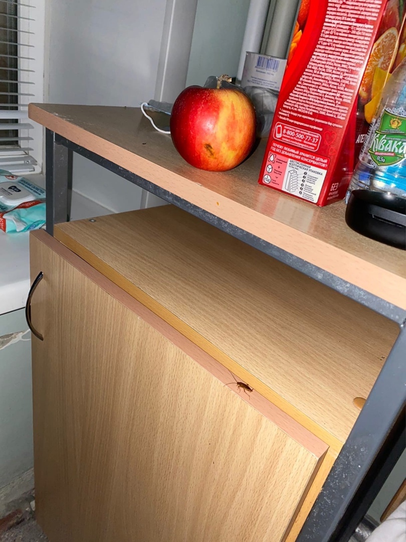 Пензенцы пожаловались на нашествие тараканов в больнице