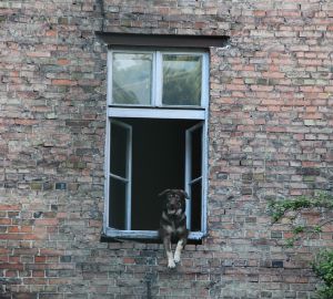 В Пензе несколько лет не могут решить проблему приюта для собак, организованного в квартире
