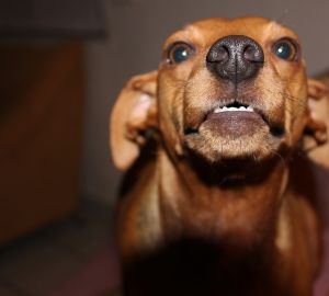 Администрация Кузнецкого района выплатит компенсацию маме 5-летнего малыша, покусанного собакой