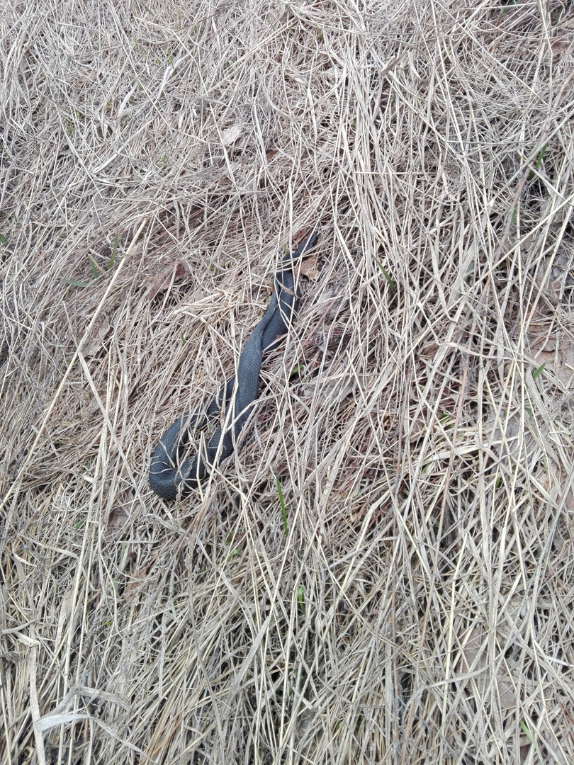 Проснулись змеи: рыбаки предупредили пензенцев об опасности