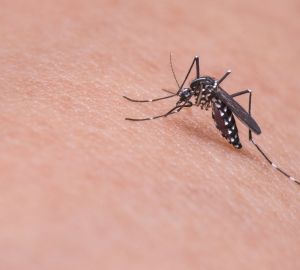 Пензенцам рассказали, где в регионе лечат больных малярией