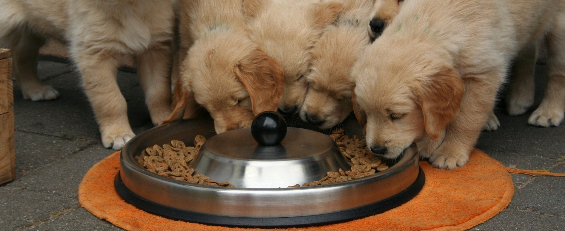 В Пензе на одну беспризорную собаку в месяц тратят 25 тысяч рублей