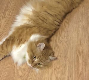 Ученые приблизились к созданию гипоаллергенных кошек