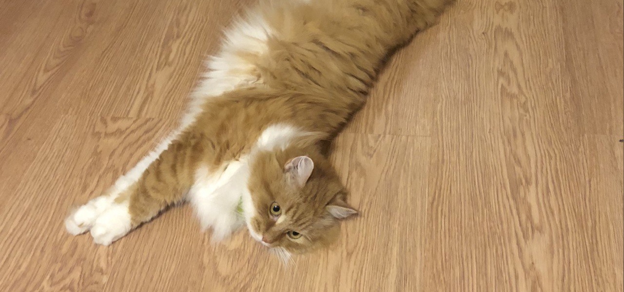 Ученые приблизились к созданию гипоаллергенных кошек