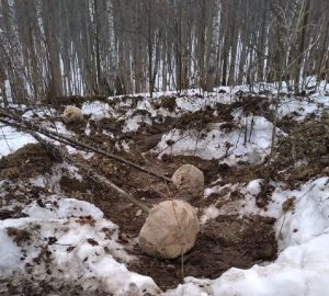 В Пензенской области украли липы почти на 400 тысяч рублей